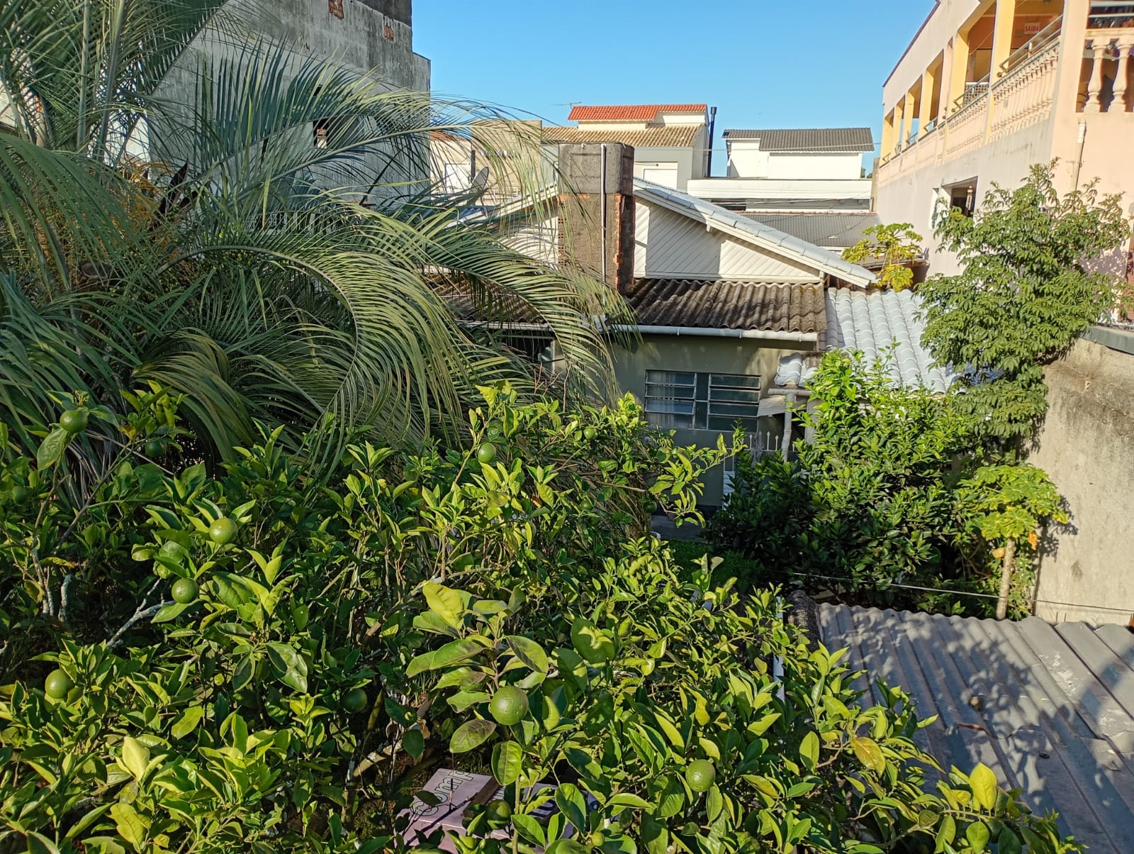 Vegetação do quintal